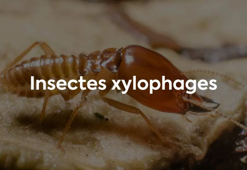 insectes xylophages sur une charpente à avignon